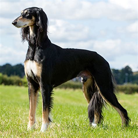 Grooming depends on if you have a smooth or feathered Saluki, then as to the line as some Saluki drip in coat and others have very little. . Saluki puppies for sale kennel club